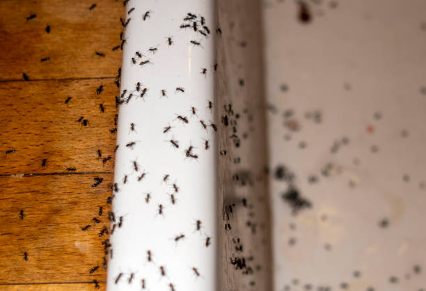 Best Cockroach Control Services  in Enterprise, AL